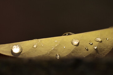 texture, yellow, pattern, material, paper, textured, wallpaper, wall, leather, fabric, backgrounds, surface, color, closeup, orange, backdrop, textile, rough, macro, design, blank, canvas, gold, paint