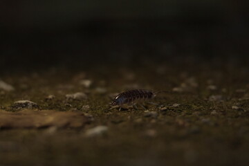  nature, wildlife, isolated, slow, water, baby, closeup, green, close, bug 