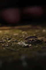  nature, wildlife, isolated, slow, water, baby, closeup, green, close, bug 