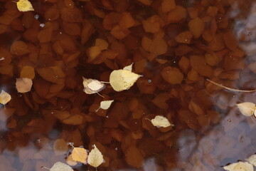 tree, forest, sky, winter, nature, branch, cold, snow, branches, woods, white
