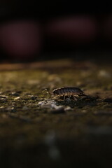  nature, wildlife, isolated, slow, water, baby, closeup, green, close, bug 