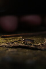  nature, wildlife, isolated, slow, water, baby, closeup, green, close, bug 
