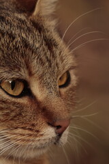 cat, animal, pet, feline, kitten, domestic, pets, cute, fur, eyes