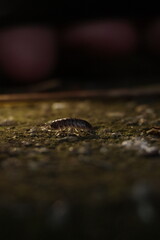  nature, wildlife, isolated, slow, water, baby, closeup, green, close, bug 