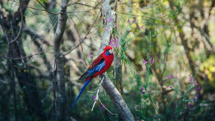 Crimson Rosella