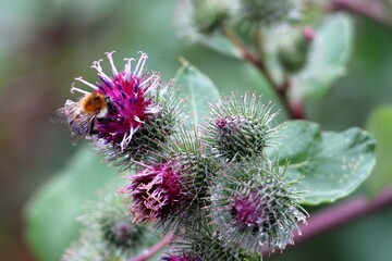 Bumblebee on blooming burdock flower