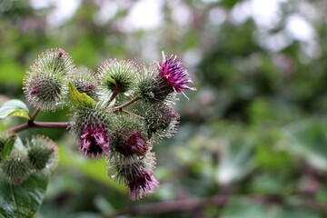Burdock seed heads with purple blossoms