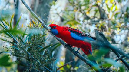 Crimson Rosella eating © Sergei