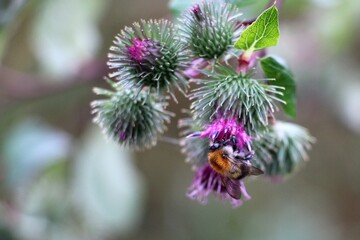 Bumblebee feeding on burdock blossom