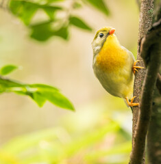 red-billed leiothrix