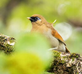 Buffy Laughingthrush