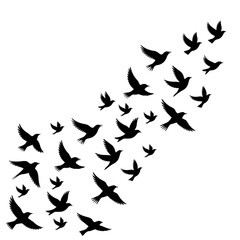 Graceful flock of birds soars together in harmony, perfect for conveying freedom, unity, and inspirational journeys in your creative designs today