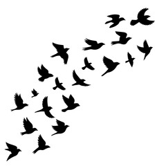 Dynamic flock of birds in flight symbolizes freedom and migration ideal for nature designs, conservation projects, or creative artistic expressions and peaceful concepts