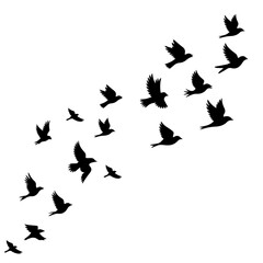 Dynamic flock of birds in flight soaring together creating a sense of freedom and movement perfect for nature enthusiasts and peaceful designs, minimalist style
