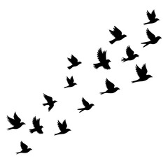 Elegant flock of birds flying in formation, perfect for freedom concepts, wildlife designs, and nature-inspired themes, creating a sense of peace and tranquility