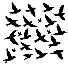 Graceful flock of birds soaring freely in silhouette, perfect for conveying freedom, nature, and artistic design elements in your projects