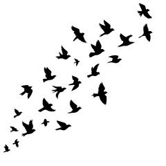 Dynamic flock of birds soaring upwards in silhouette, freedom and migration concept, graceful avian flight, perfect for nature designs, symbolizing hope and movement