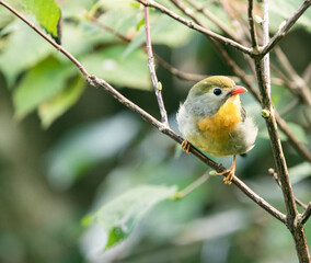red-billed leiothrix