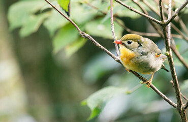 red-billed leiothrix