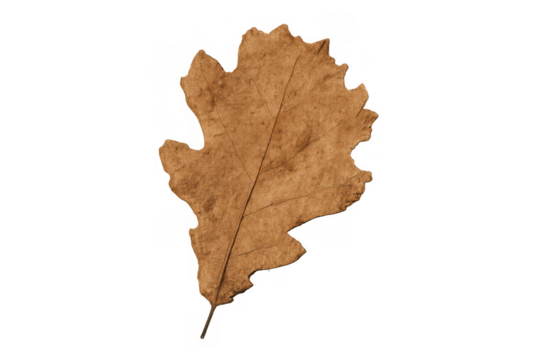 Dried oak leaf on transparent background, symbolizing autumn, nature's cycle, falling leaves, seasons changing