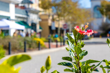 Flower downtown