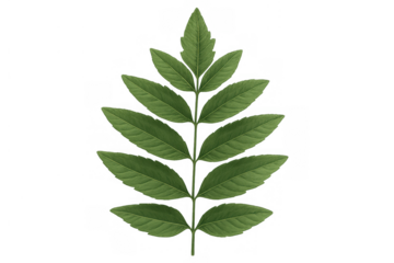 Green compound leaf with multiple leaflets, botanical element, fresh natural plant isolated on transparent background