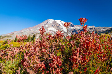 Vibrant Fall Scenery with Mount Rainier on the Skyline Trail