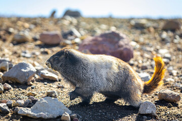 Adorable Marmot Portrait on Mount Rainier Skyline Trail