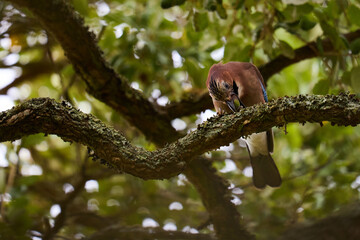 Eurasian Jay