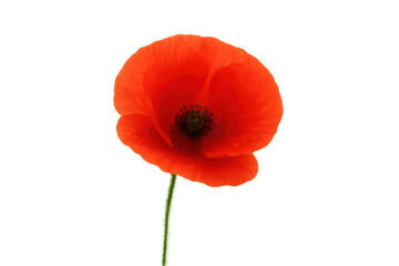 Naklejka premium Red poppy creating remembrance concept, symbolizing peace, memory, and tribute with transparent background
