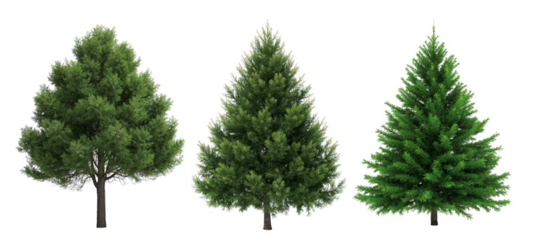 green spruce tree isolated on a transparent background