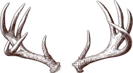Detailed illustration of two brown antlers isolated. Vector illustration