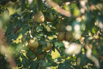 Ready to harvest apples on a tree in a garden on a sunny summer day.