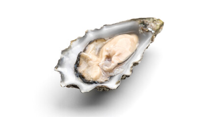 Oyster isolated on white background, macro shot of open one fresh french Fine de Claire oyster....