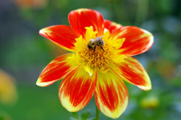 A bee on a vibrant red and yellow dahlia
