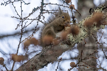 餌を食べる野生の二ホンリス