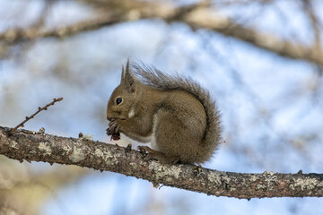 餌を食べる野生の二ホンリス