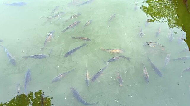 Groups of fish glide through the clear greenish waters of a tranquil pond surrounded by trees The sunlight dances on the surface creating a beautiful scene