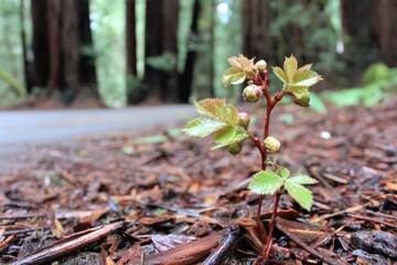 A tiny sprout thrives in front of blurred redwood trees on a forest path