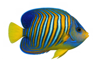 Regal angelfish swimming, vibrant blue and yellow stripes, tropical marine life, isolated on transparent background