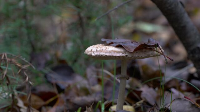 Parasol Mushroom in natural ambient (Macrolepiota procera) - (4K)