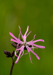 Firletka poszarpana - Silene flos-cuculi © tom