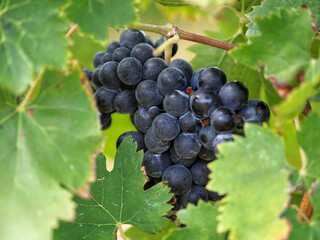 Bunch of ripe grapes on the vine at a winery. 