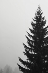 Monochrome image of a tall pine tree with dense branches against a pale overcast sky. Silhouette of evergreen foliage, misty atmosphere suggests a cool, damp environment in a forest setting.