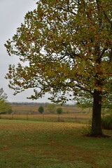 Sycamore Tree in a Field