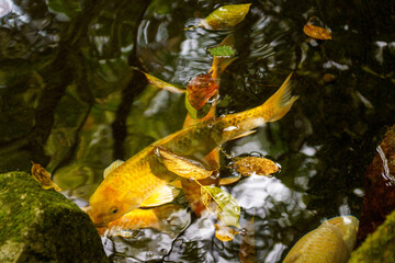 池の中を泳ぐ金色に輝く鯉