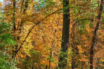 Obraz premium Autumn, forest, El Retiro Park, Madrid, Spain, Europe