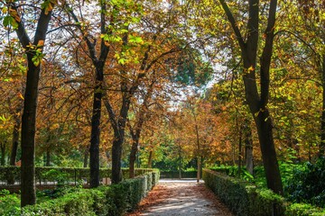 Autumn, forest, El Retiro Park, Madrid, Spain, Europe