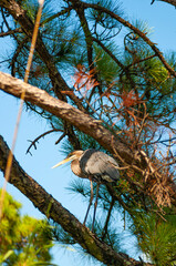 Pássaro grande visto em silhueta contra o céu, transmitindo dramaticidade e elegância. Contraste forte entre a plumagem e a luz ambiente cria efeito visual impactante.