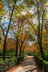 Autumn, forest, El Retiro Park, Madrid, Spain, Europe